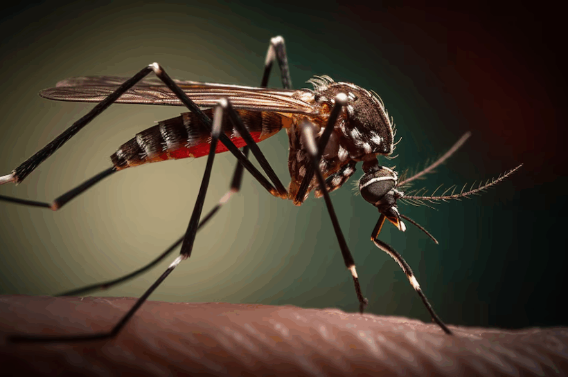 EL DENGUE SE EXPANDE A NUEVOS TERRITORIOS: CAUSAS, CIFRAS GLOBALES Y DESAFÍOS PARA LA PREVENCIÓN