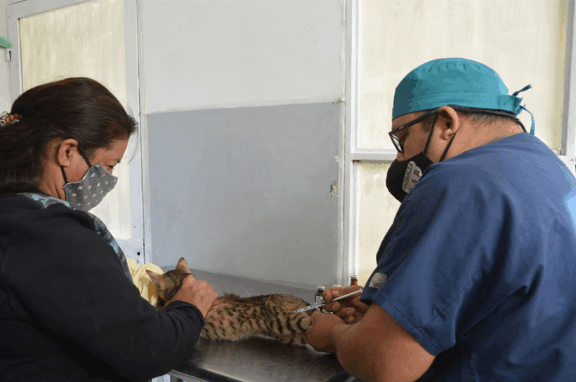 SAN PEDRO CONTINÚA A PLENO CON LA CAMPAÑA DE CASTRACIÓN Y VACUNACIÓN ANTIRRÁBICA